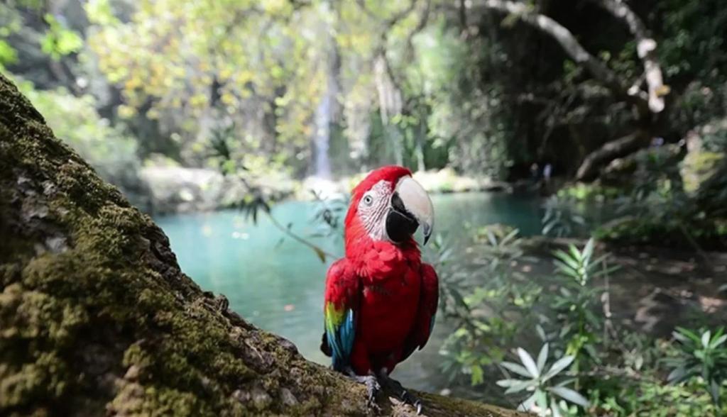Tour from Alanya to Side Ancient City - Manavgat - Hidden Paradise